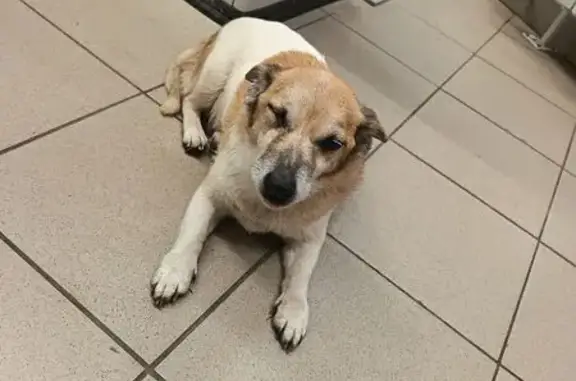 Найдена собака, Саратов, фото: Собака найдена: Московское шоссе, 26, Саратов