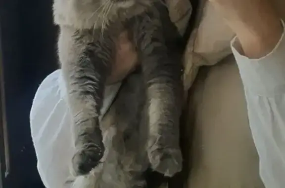 Кошки потеряшки, Семендер, фото: Потеряшка кошка, Грозненская ул., 5, Семендер