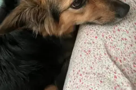 Пропала собака, Привалово, 