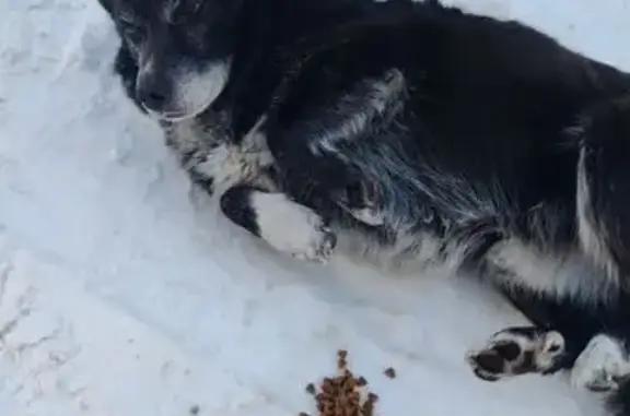 Найдена собака, Кемерово, фото: Собака найдена: Аллейная ул., 7, Кемерово