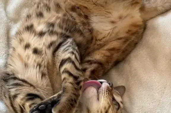 Кошки потеряшки, Чита, фото: Потеряшка кошка, Краснознамённая 48, Чита