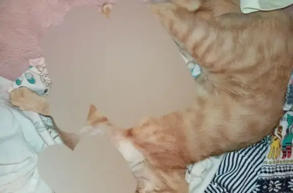 Пропала кошка, ул. Тургенева, 14, Староминская