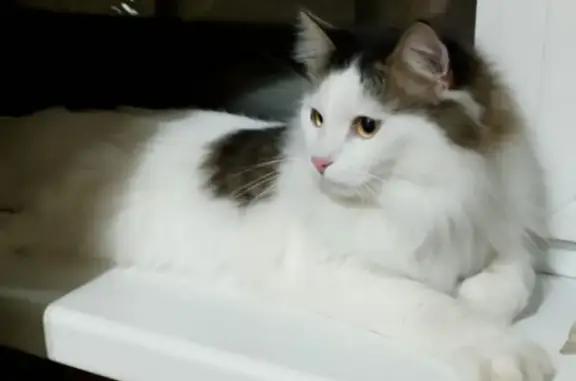 Найдена кошка, Нарьян-Мар, фото: Кошка найдена: Пионерская 28А, Нарьян-Мар