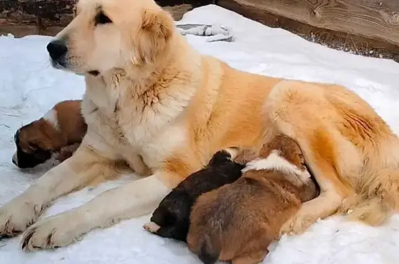Собаки потеряшки, Москва, фото: Потеряшка собака, ул. Марьинский Парк, 12