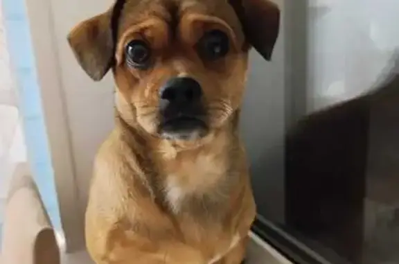 Пропала собака, Криводановка, Новосиб.