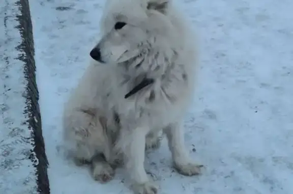 Найдена собака, Красноярск, фото: Самоед у остановки Юбилейная, Красноярск