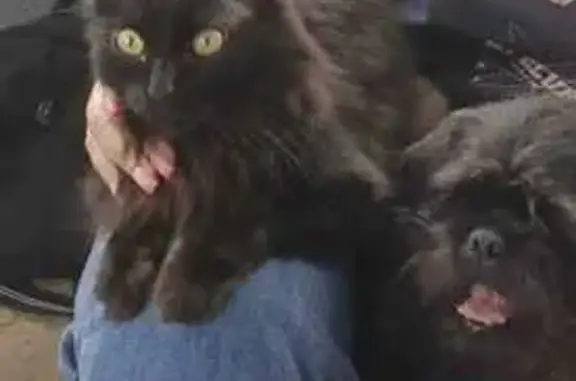 Пропала кошка, 3-й Красногорский пер., 7