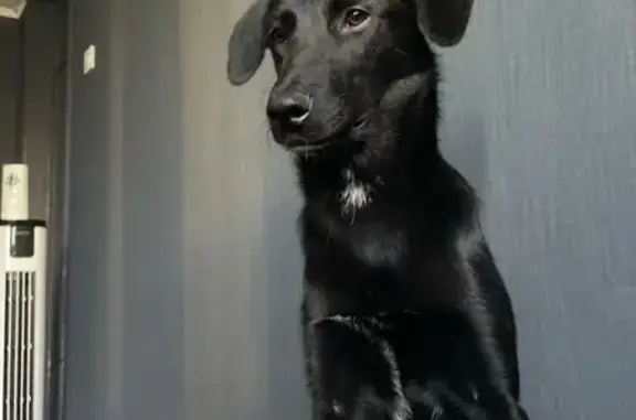 Пропала собака в д. Михеево, Калужская обл.