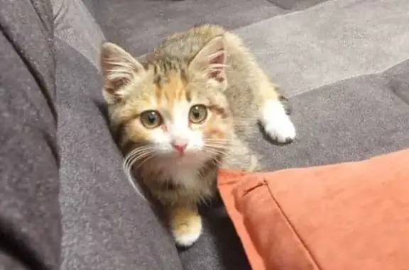 Кошки потеряшки, Омск, фото: Потеряшка кошка, Аллея 1, Омск