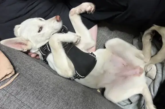 Собаки потеряшки, Калужская область, фото: Потеряшка собака, Михеево, Калужская обл.