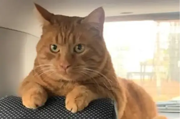 Пропала рыжая кошка, ул. Новостроек 25