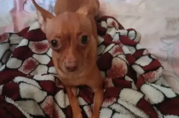 Собаки потеряшки, Ростов-на-Дону, фото: Потеряшка собака, пр. Сельмаш, 2, Ростов-на-Дону