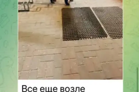 Найдена собака, Калининградская область, фото: Найдена собака, Ново-Дорожный, Калининград