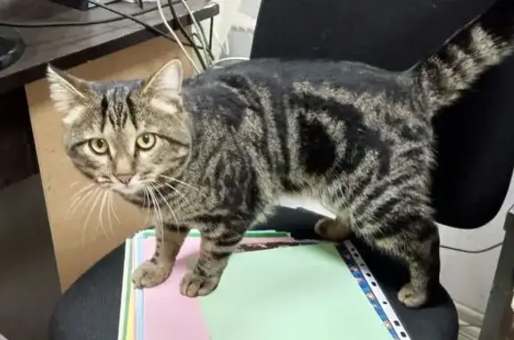 Объявления о пропавших и найденных животных, Нижний Тагил, фото: Кошка найдена: Огаркова 5, Н. Тагил