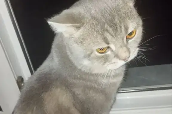 Кошки потеряшки, Новосибирск, фото: Потеряшка кошка, ул. Богаткова 201, НСК