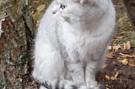 Пропала кошка, ул. Сусанина 22, Птз.