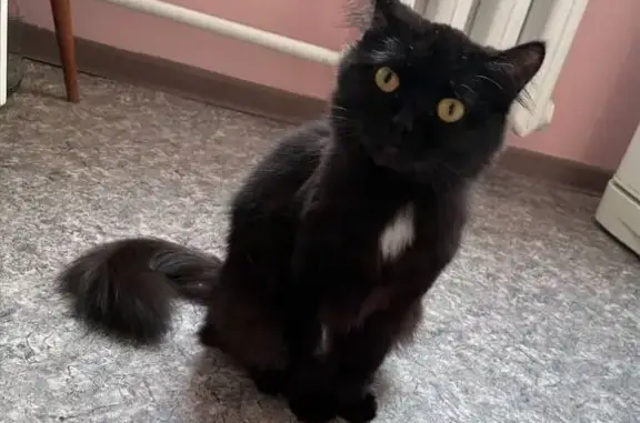 Кошки потеряшки, Новосибирск, фото: Потеряшка кошка, ул. 9 Гвардейской Дивизии, 25