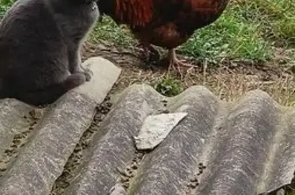 Пропала кошка, Ново-Советская 41, Киров