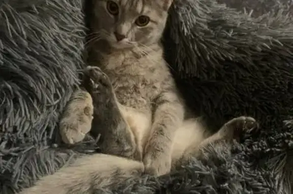 Кошки потеряшки, Шахты, фото: Потеряшка кошка, Красная ул., Шахты