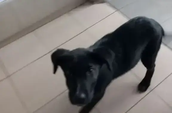 Найдена собака, Нижегородская область, фото: Найдена собака у автостанции, Бор, НО