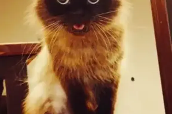 Кошки потеряшки, Егорлыкская, фото: Потеряшка кошка, переулок Карла Маркса 128