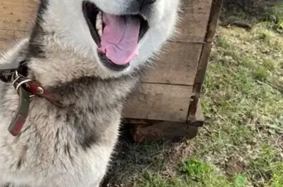 Пропала собака, Камышловский ГО, Свердловск