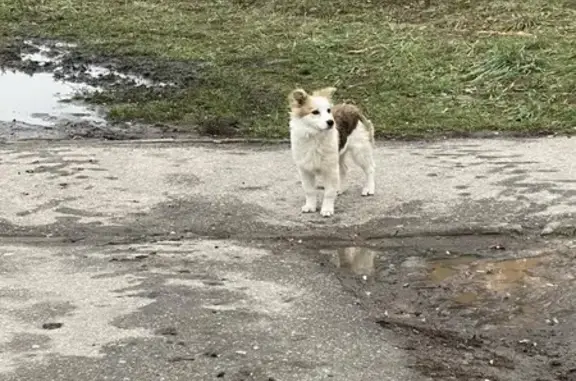 Найдена собака, Нижний Новгород, фото: Собака найдена: Казанское шоссе, 12 к3