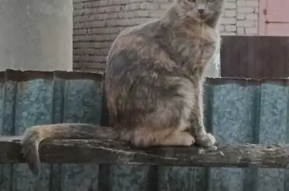 Пропала кошка в Орске, Оренбургская обл.