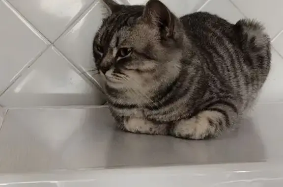 Пропала кошка, пр. Карла Маркса, 160