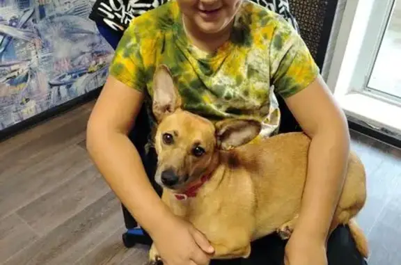 Пропала собака, Молодёжная 46, Калуга