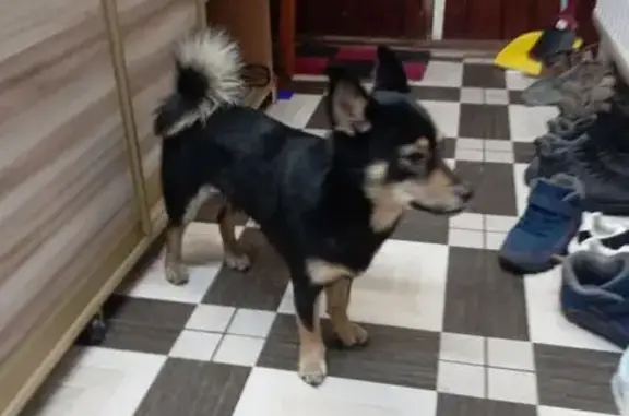 Найдена собака, Санкт-Петербург, фото: Собака найдена: Краснопутиловская 10