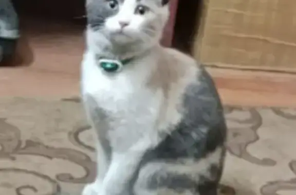 Найдена кошка, Сергиев Посад, фото: Кошка найдена: пр. Красной Армии, Сергиев Посад