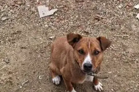 Собаки потеряшки, , фото: Потеряшка собака Джеси, Ейск, Краснодарский край