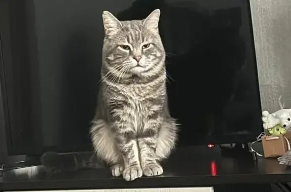 Кошки потеряшки, Ростов-на-Дону, фото: Потеряшка кошка, Волгодонская 2А, Ростов