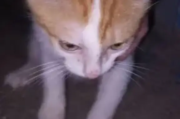 Найдена кошка, Оренбург, фото: Котенок найден, Новая ул. 12, Оренбург