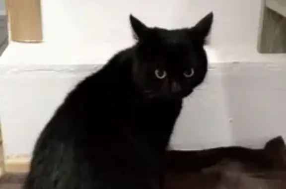 Найдена кошка, Курск, фото: Кошка найдена у Челюскинцев, 23, Курск