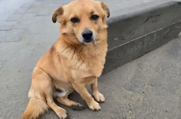 Пропала собака на ул. Ивана Беличенко, Краснодар