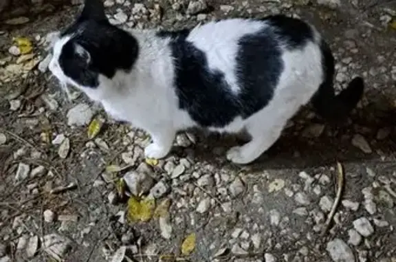 Найдена кошка, , фото: Кошка найдена: Симферопольское шоссе, 3