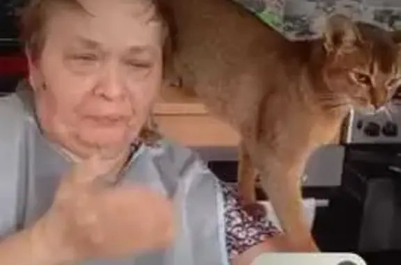 Пропала кошка, пер. Мира 21Б, Весёлое