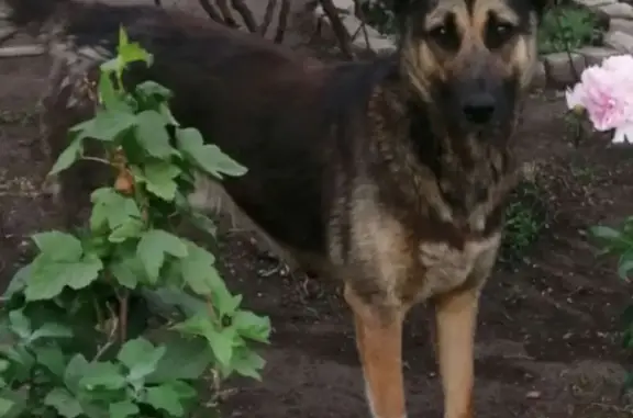 Собаки потеряшки, Самарская область, фото: Потеряшка собака в Тольятти, Самарская обл.