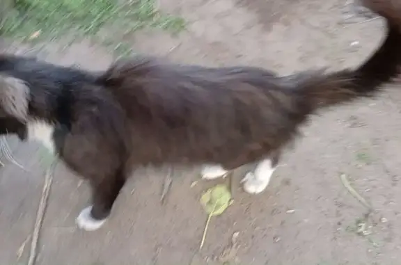 Пропала кошка, Береговая ул., Кызыл