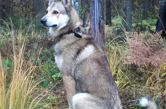 Пропала собака у д. Крутово, Петушинский р-н