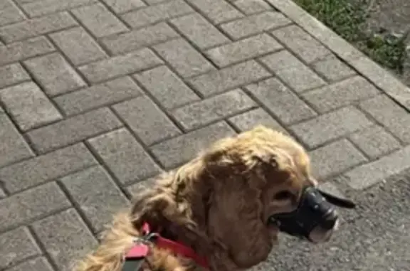 Пропала собака, ул. Фрунзе 78, Горно-Алтайск