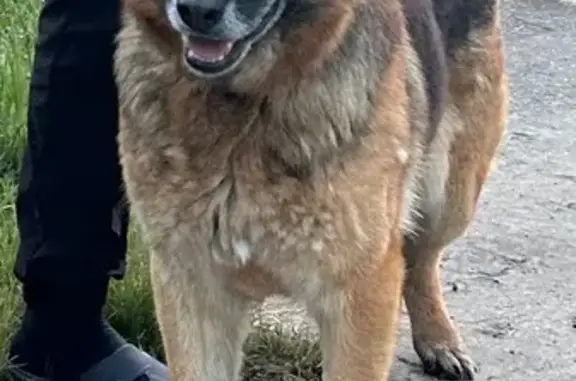 Овчарка найдена: ул. 40 лет Победы, 13