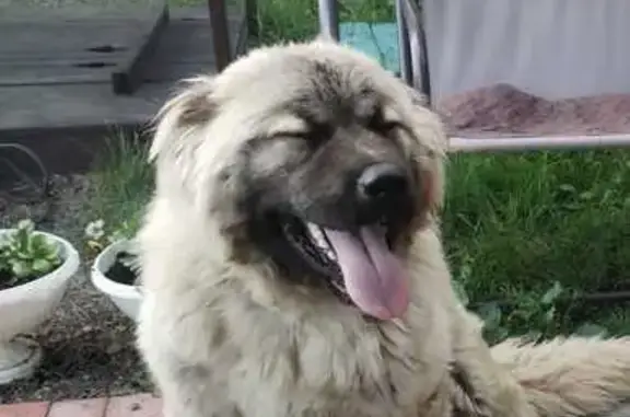 Пропала собака, Новокузнецк, Кемерово