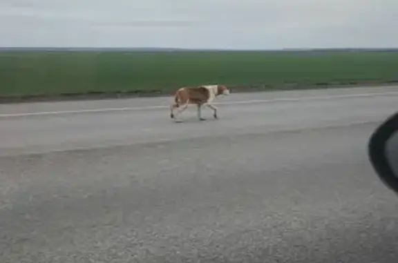 Собака найдена на Липецкой кольцевой