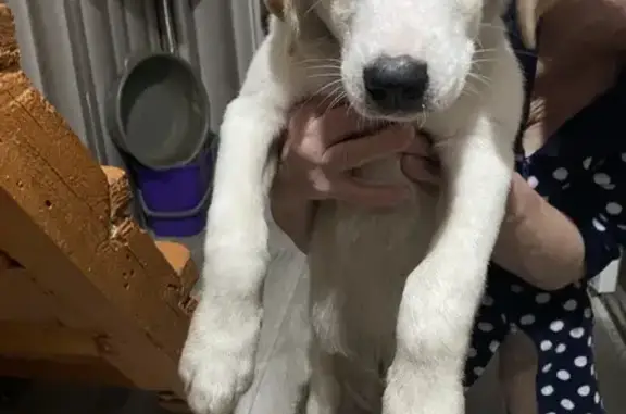 Найдена собака, Саранск, фото: Щенок найден на Ульянова, 55, Саранск