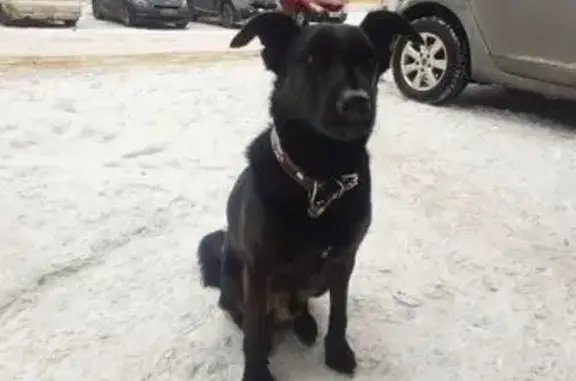 Найдена собака, Череповец, фото: Собака на ул. Мира, Череповец