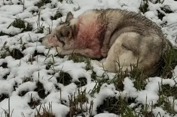 Найдена собака, Санкт-Петербург, фото: Собака найдена: Рашетова 3, СПб