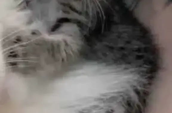 Пропала кошка, Уфа, Карла Маркса, 71